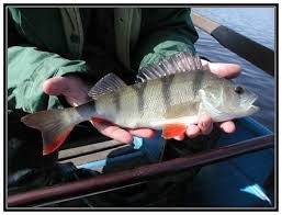 Attēlu rezultāti vaicājumam “Perca fluviatilis”