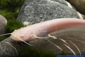 Image result for Silurus glanis