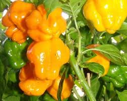 Afbeeldingsresultaat voor yellow mushroom hot pepper