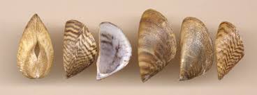 Attēlu rezultāti vaicājumam “Dreissena polymorpha”