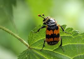 Attēlu rezultāti vaicājumam “Nicrophorus vespillo”