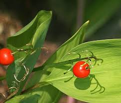 Attēlu rezultāti vaicājumam “Convallaria majalis fruit”