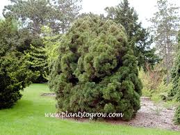 Attēlu rezultāti vaicājumam “Pinus sylvestris var. turfosa”