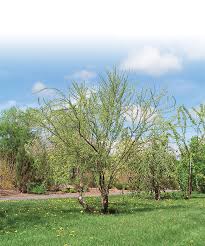 Attēlu rezultāti vaicājumam “Caragana arborescens”
