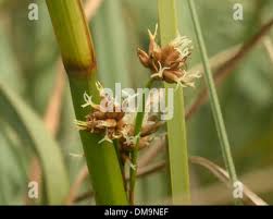 Attēlu rezultāti vaicājumam “Cladium mariscus bud”