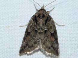 Attēlu rezultāti vaicājumam “Nycteola degenerana”