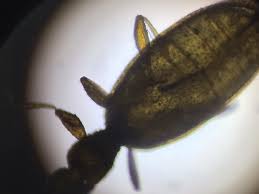 Attēlu rezultāti vaicājumam “Dienerella elongata”