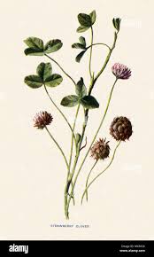 Attēlu rezultāti vaicājumam “Trifolium fragiferum”