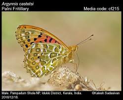 Attēlu rezultāti vaicājumam “Argynnis laodice male”