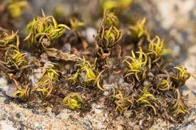 Attēlu rezultāti vaicājumam “Tortula lingulata”