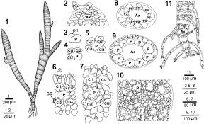 Attēlu rezultāti vaicājumam “Ceramium sp.”