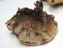 Attēlu rezultāti vaicājumam “Inonotus radiatus”