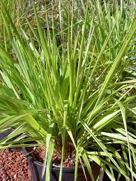 Attēlu rezultāti vaicājumam “Calamagrostis purpurea fruit”