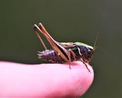 Attēlu rezultāti vaicājumam “Metrioptera brachyptera”