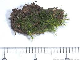 Attēlu rezultāti vaicājumam “Leptobryum pyriforme sporophyte”