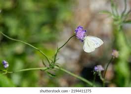 Attēlu rezultāti vaicājumam “Pieris napi male”