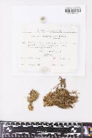 Attēlu rezultāti vaicājumam “Sphagnum platyphyllum”