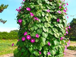 Image result for Prunkwinde