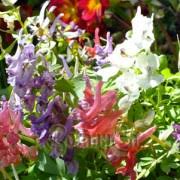 Attēlu rezultāti vaicājumam “Corydalis intermedia fruit”