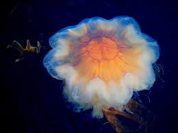 Image result for Cyanea capillata