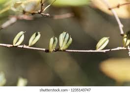 Attēlu rezultāti vaicājumam “Cercidiphyllum japonicum fruit”