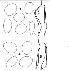 Attēlu rezultāti vaicājumam “Lycogala cf. oleocrystalliferum”