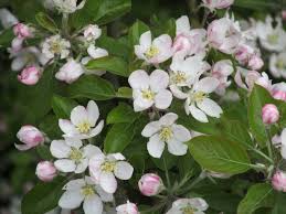 Attēlu rezultāti vaicājumam “Malus domestica flower”