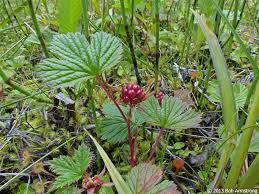 Attēlu rezultāti vaicājumam “Rubus arcticus flower”