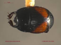 Attēlu rezultāti vaicājumam “Histeridae”