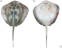 Image result for Dasyatis chrysonota