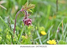 Attēlu rezultāti vaicājumam “Geum rivale bud”