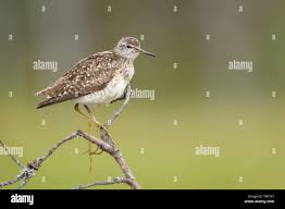 Attēlu rezultāti vaicājumam “Tringa glareola”