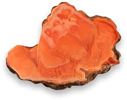 Attēlu rezultāti vaicājumam “Antrodia”