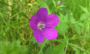 Attēlu rezultāti vaicājumam “Geranium palustre”