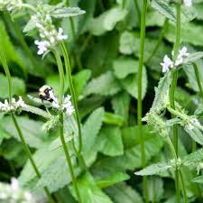 Attēlu rezultāti vaicājumam “Stachys officinalis flower”