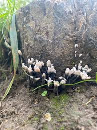 Attēlu rezultāti vaicājumam “Trichia ambigua stalked”