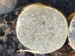 Attēlu rezultāti vaicājumam “Rhizopogon luteolus”