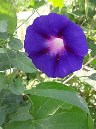 Image result for Ipomoea purpurea