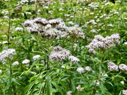 Attēlu rezultāti vaicājumam “Valeriana officinalis bud”