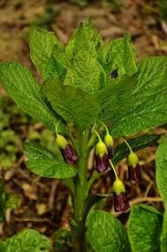 Attēlu rezultāti vaicājumam “Scopolia carniolica flower”