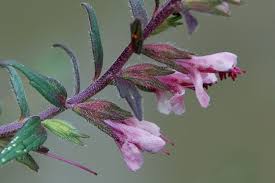 Attēlu rezultāti vaicājumam “Odontites vulgaris flower”