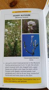 Attēlu rezultāti vaicājumam “Berteroa incana fruit”