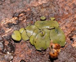 Attēlu rezultāti vaicājumam “Chlorencoelia versiformis”