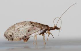 Attēlu rezultāti vaicājumam “Hemerobiidae”