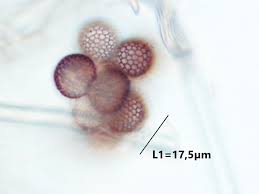 Attēlu rezultāti vaicājumam “Microbotryum tragopogonis - pratensis”