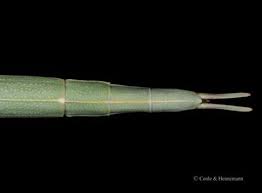 Attēlu rezultāti vaicājumam “Didymium verrucisporum macro”