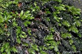 Attēlu rezultāti vaicājumam “Mnium hornum”