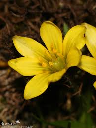 Attēlu rezultāti vaicājumam “Gagea pratensis”