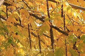 Attēlu rezultāti vaicājumam “Pterocarya fraxinifolia leaf”
