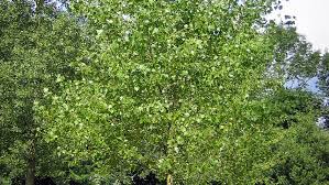 Attēlu rezultāti vaicājumam “Populus x canadensis”